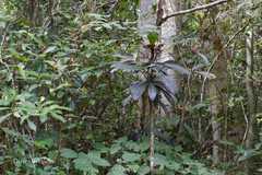 Ardisia missionis